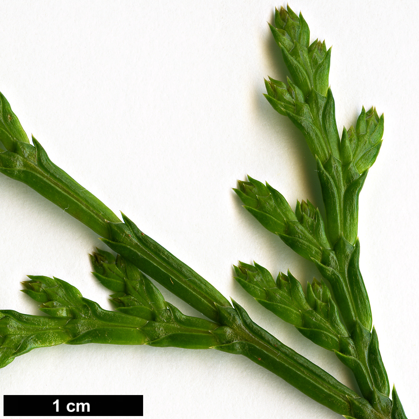 High resolution image: Family: Cupressaceae - Genus: Calocedrus - Taxon: formosana